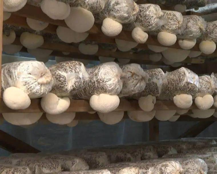 lions mane mushroom house